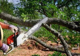 Best Tree Removal  in Sergeant Bluff, IA