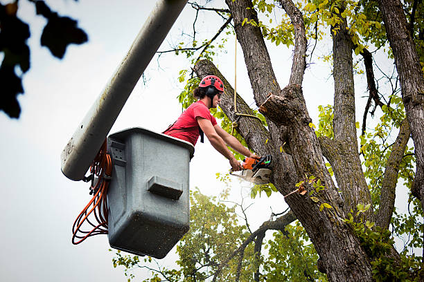 Best Tree and Shrub Care  in Sergeant Bluff, IA