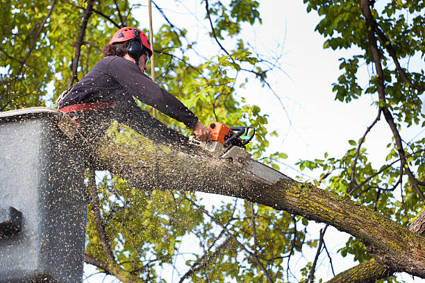 How Our Tree Care Process Works  in  Sergeant Bluff, IA