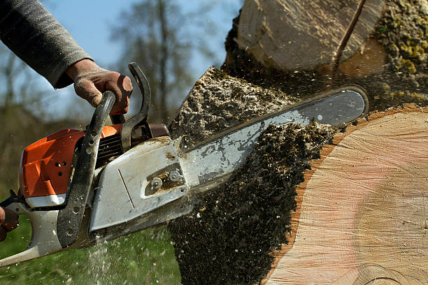 Best Stump Grinding and Removal  in Sergeant Bluff, IA